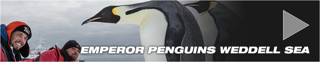 Emperor Penguins Weddell Sea Tours